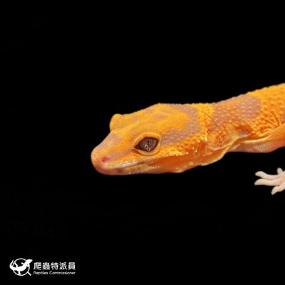 豹紋守宮．電橘貝爾（編號 384）5