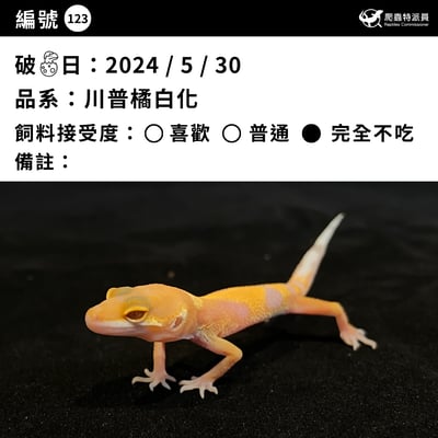 豹紋守宮．川普橘白化（編號 123）3