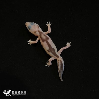 肥尾守宮．祖魯 poss 焦糖（編號 144）2