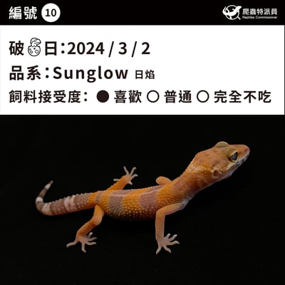 豹紋守宮．日焰（編號 10）3