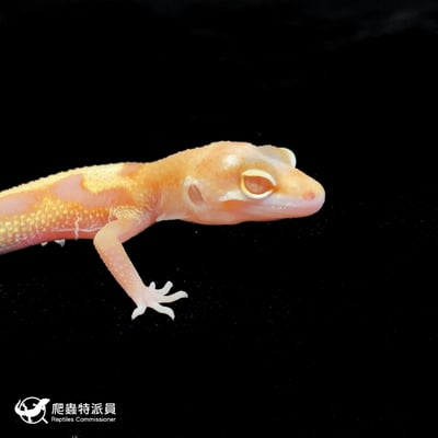 豹紋守宮．WY川白（編號 157）4