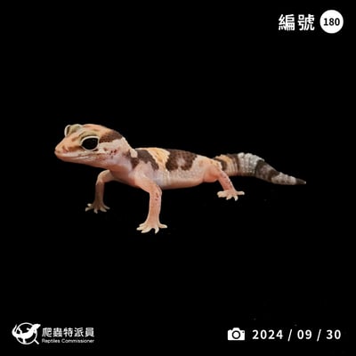 肥尾守宮．普肥 h 橘白無紋（編號 180）1