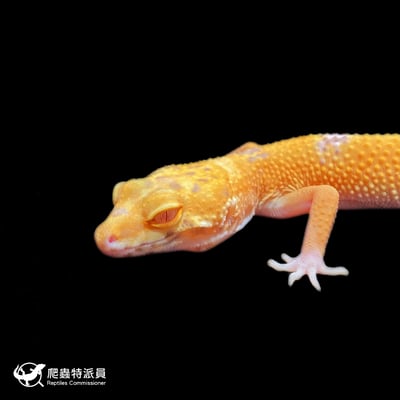 豹紋守宮．日焰（編號 423）5