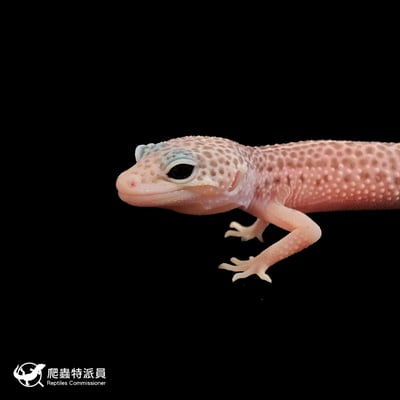 豹紋守宮．全日蝕（編號 175）5