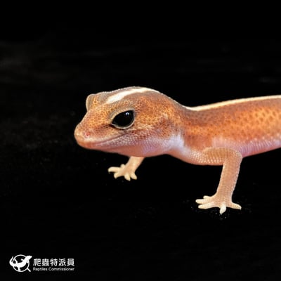 肥尾守宮．無紋 h 橘白（編號 193）5