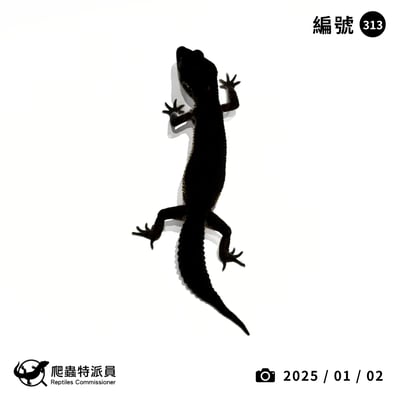 豹紋守宮．黑夜（編號 313）1