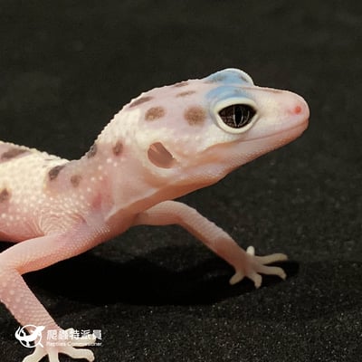 豹紋守宮．WY 雪花叢林（編號 27）4