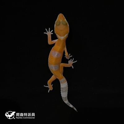 豹紋守宮．日焰（編號 16）2