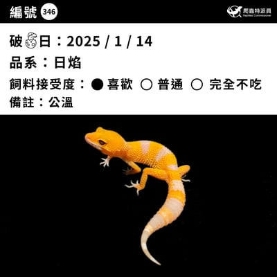 豹紋守宮．日焰（編號 346）3