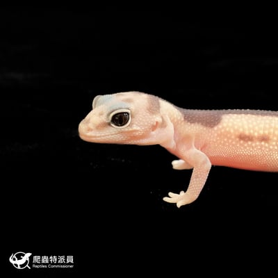 肥尾守宮．祖魯 poss 焦糖（編號 145）5