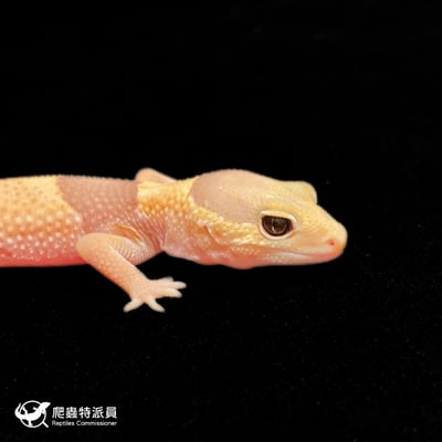 肥尾守宮．橘白（編號 366）4