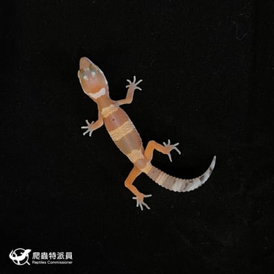 豹紋守宮．超級少斑橘化蘿蔔尾（編號 75）2