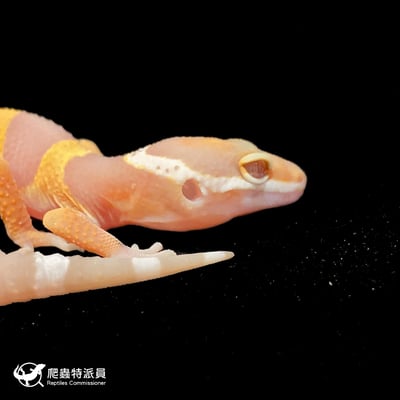 豹紋守宮．日焰（編號 102）4