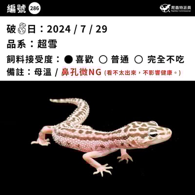 豹紋守宮．超雪（編號 286）3