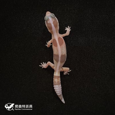 肥尾守宮．直線立可白焦糖 h 橘白祖魯（編號 37）2