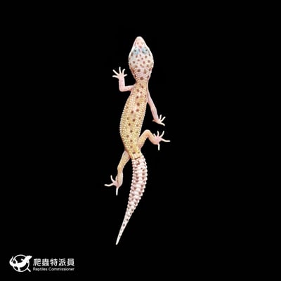 豹紋守宮．雪花（編號 264 ）2