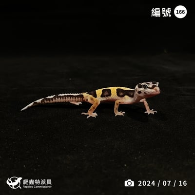 豹紋守宮．土匪（編號 166）1