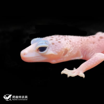 豹紋守宮．全日蝕（編號 240 ）5