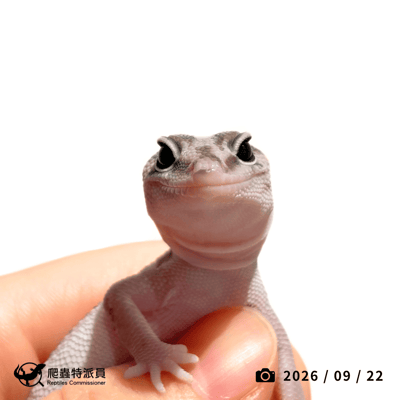 肥尾守宮．零 h 幽奧無（編號 470）2