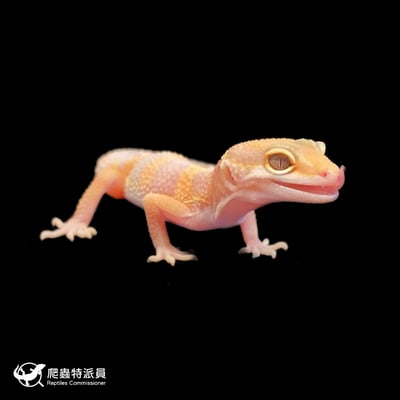 豹紋守宮．川普白化（編號 100）4