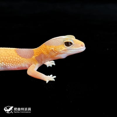 肥尾守宮．直線橘白（編號 191）4