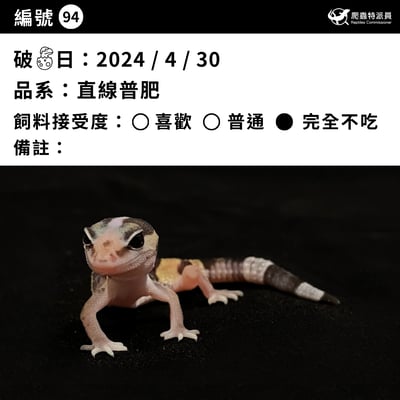 肥尾守宮．直線普肥（編號 94）3