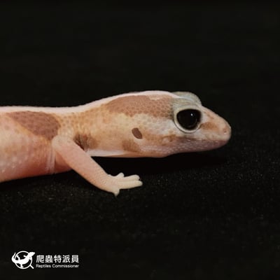 肥尾守宮．直線立可白焦糖 h 橘白祖魯（編號 37）4