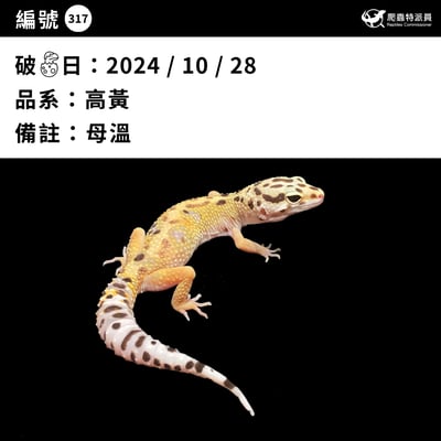 豹紋守宮．高黃（編號 317）3