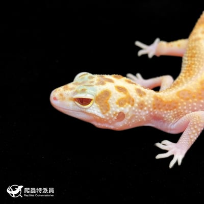 豹紋守宮．川白日蝕（編號 373）5