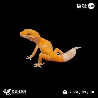 豹紋守宮．日焰（編號 210）1