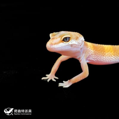 豹紋守宮．橘化（編號 133）5