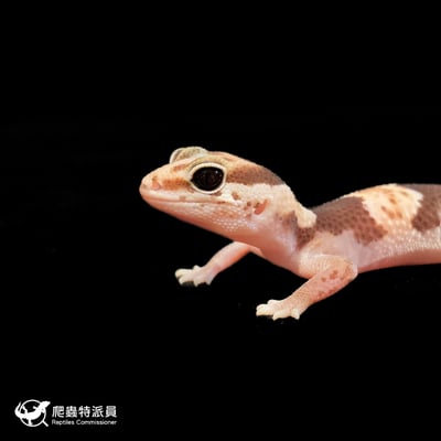 肥尾守宮．普肥 h 橘白無紋（編號 180）5