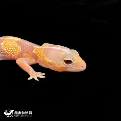 肥尾守宮．直線橘白（編號 192）4