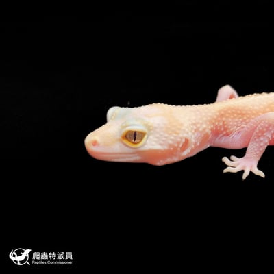 豹紋守宮．WY 直線川白雪花（編號 395）5