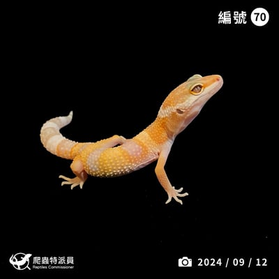 豹紋守宮．川普白化（編號 70）1