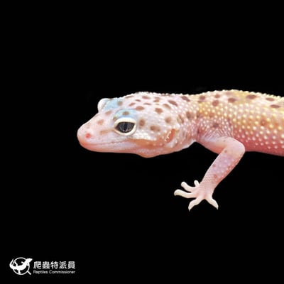 豹紋守宮．雪花（編號 264 ）5