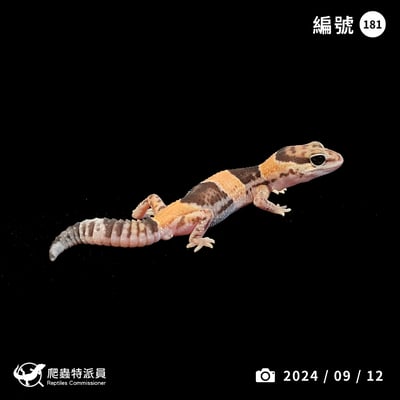 肥尾守宮．普肥 h 奧立奧無紋（編號 181）1