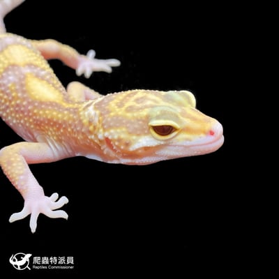 豹紋守宮．川白日蝕（編號 201 ）4