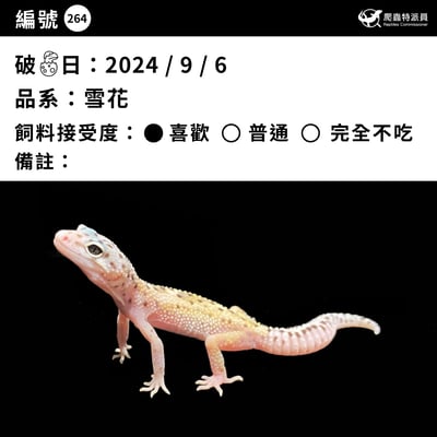 豹紋守宮．雪花（編號 264 ）3