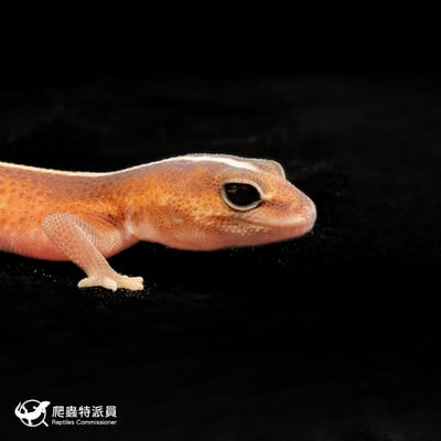 肥尾守宮．無紋 h 橘白（編號 193）4