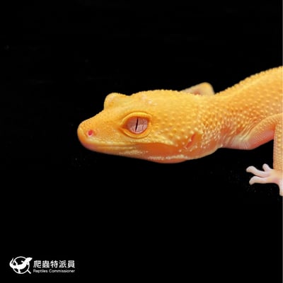 豹紋守宮．日焰（編號 391）5