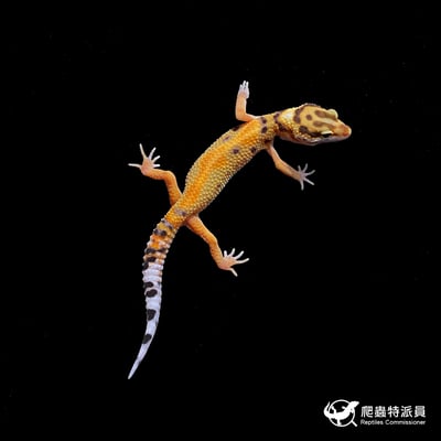 豹紋守宮．直線橘化（編號 427）2