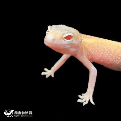 豹紋守宮．川白日蝕（編號 126）5