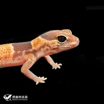 肥尾守宮．普肥 h 橘白無紋（編號 186）4