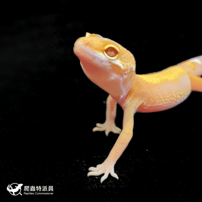 豹紋守宮．川普橘白化（編號 114）5