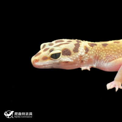 豹紋守宮．高黃（編號 317）5