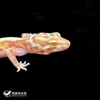 豹紋守宮．薰衣草（編號 401）4