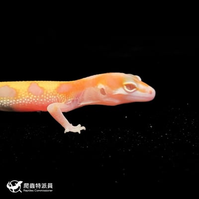 豹紋守宮．川白日蝕（編號 83）4