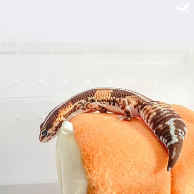 守宮吐司躲避屋6