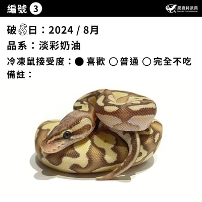 球蟒．淡彩奶油（編號 3）3